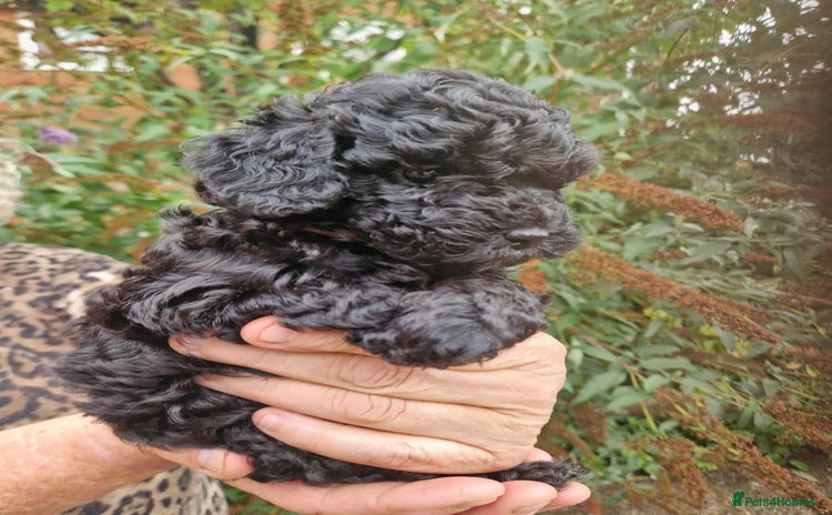 Cockapoo dogs - Advert 3