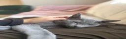 Russian Blue cats for sale: Bonded Pair of 1-Year-Old Male Russian Blue Cats - Advert 13