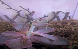 Praying Mantis invertebrates for sale: Spiny flower mantis  - Image 1