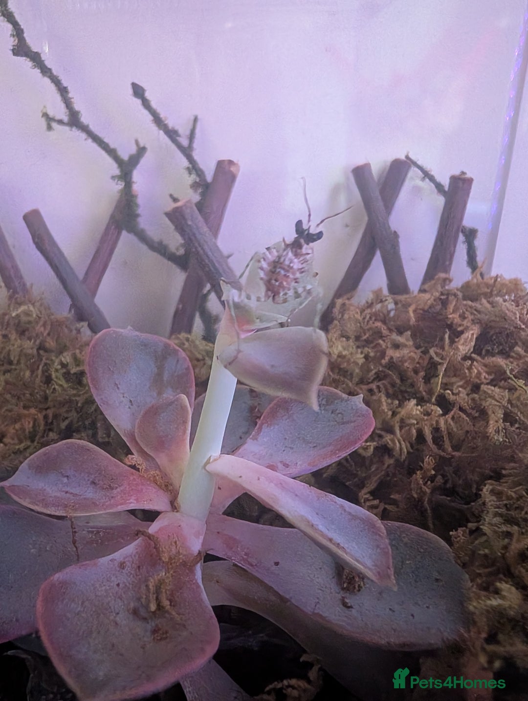 Praying Mantis invertebrates for sale: Spiny flower mantis  - Image 1