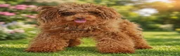 Mixed Breed dogs for sale: Beautiful litter of Patterpoo’s   - Advert 16