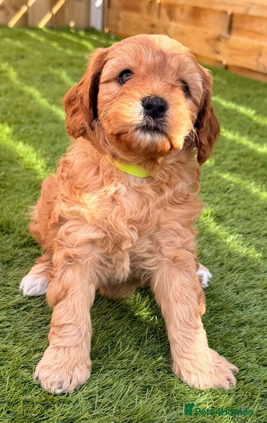 Cavapoo dogs A beautiful litter of Cavapoos - Advert 1