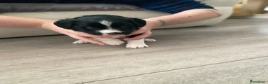 Gin