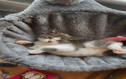 Domestic Shorthair cats for sale: Gorgeous grey kitten - Image 1