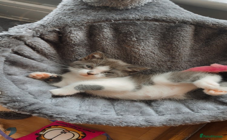 Domestic Shorthair cats - Advert 16
