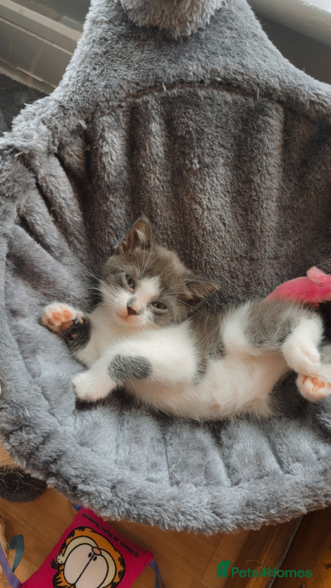 Domestic Shorthair cats for sale: Gorgeous grey kitten - Image 1