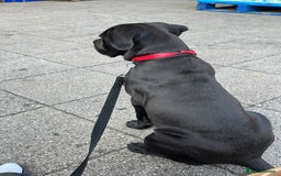 Mixed Breed dogs for sale: Luna zzz - Image 1
