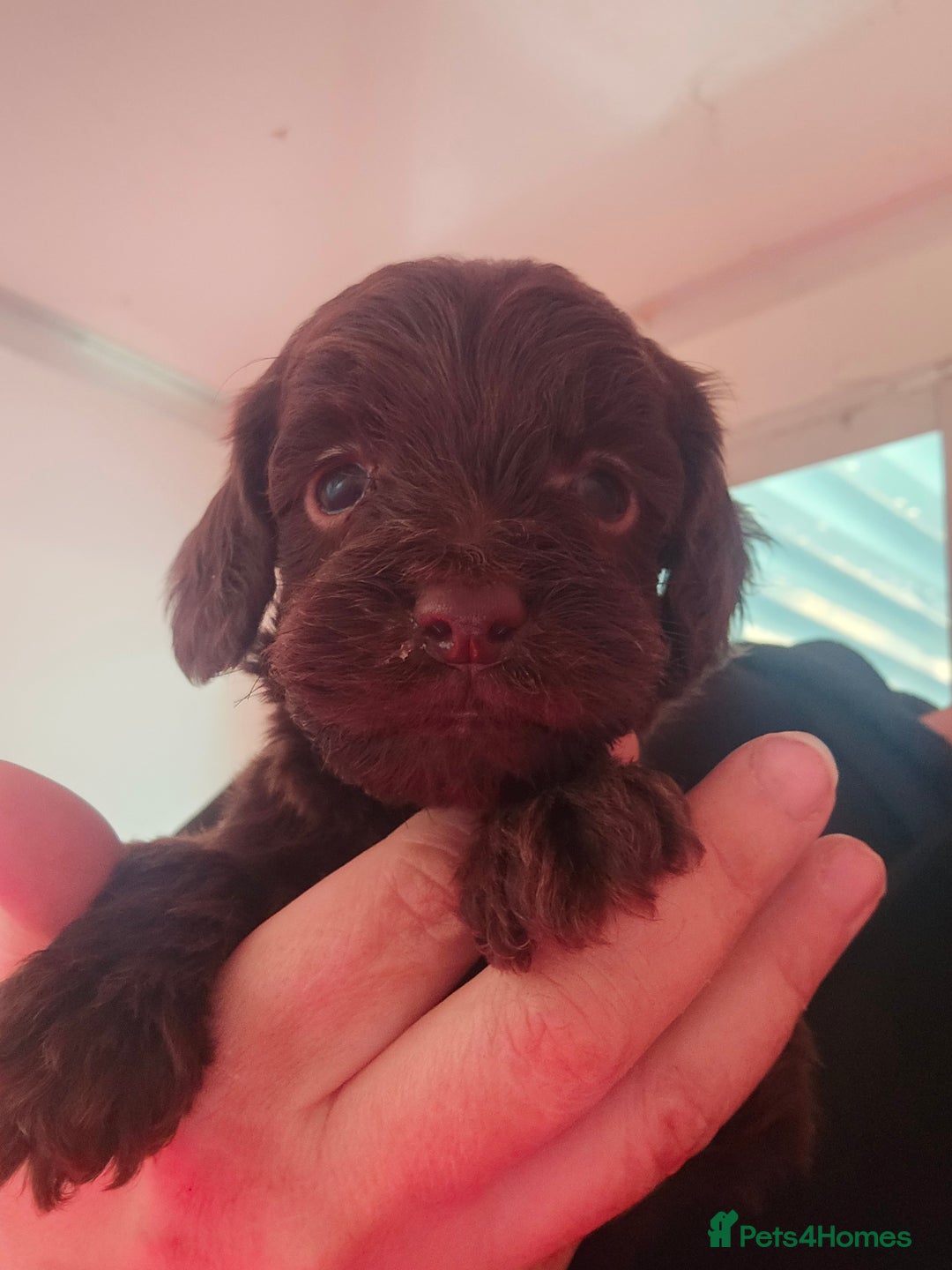 Cockapoo dogs for sale: 7 extreme quality cockapoo pups - Advert 7