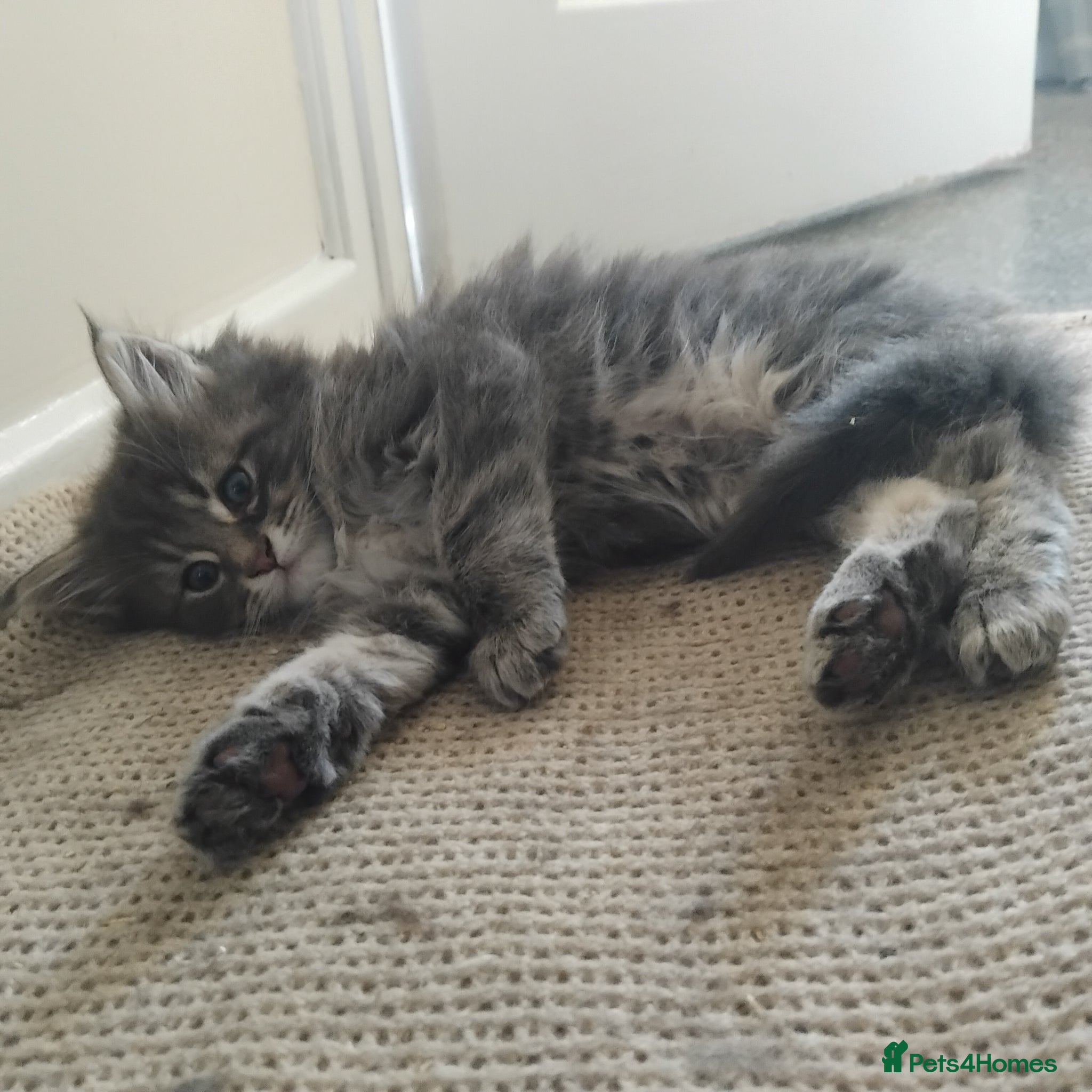 Maine Coon cats 3 purebred Maine Coon kittens - Advert 7