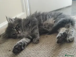 Maine Coon cats 3 purebred Maine Coon kittens - Advert 7