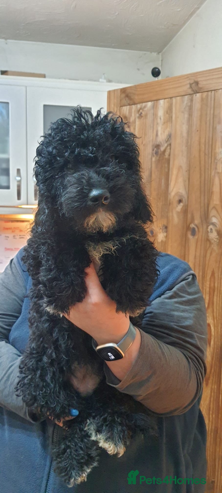 Australian Labradoodle dogs **reduced** Australian labradoodles - Advert 5