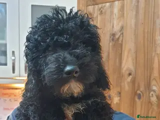 Australian Labradoodle dogs **reduced** Australian labradoodles - Advert 5