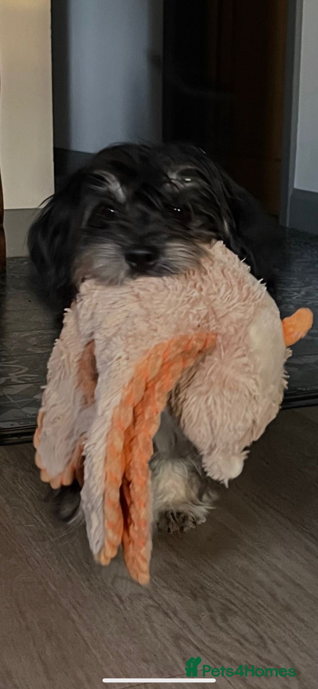 Mixed Breed dogs for adoption: Travis  - Image 7