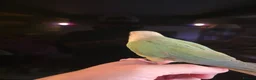 Conures birds for sale:  Hand readed Mooncheek Conure with Full Setup  in Montacute - Advert 6