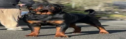 Rottweiler dogs for stud: HUGE KC REG HEALTH TESTED MALE, CHAMPION BLOODLINE - Advert 2