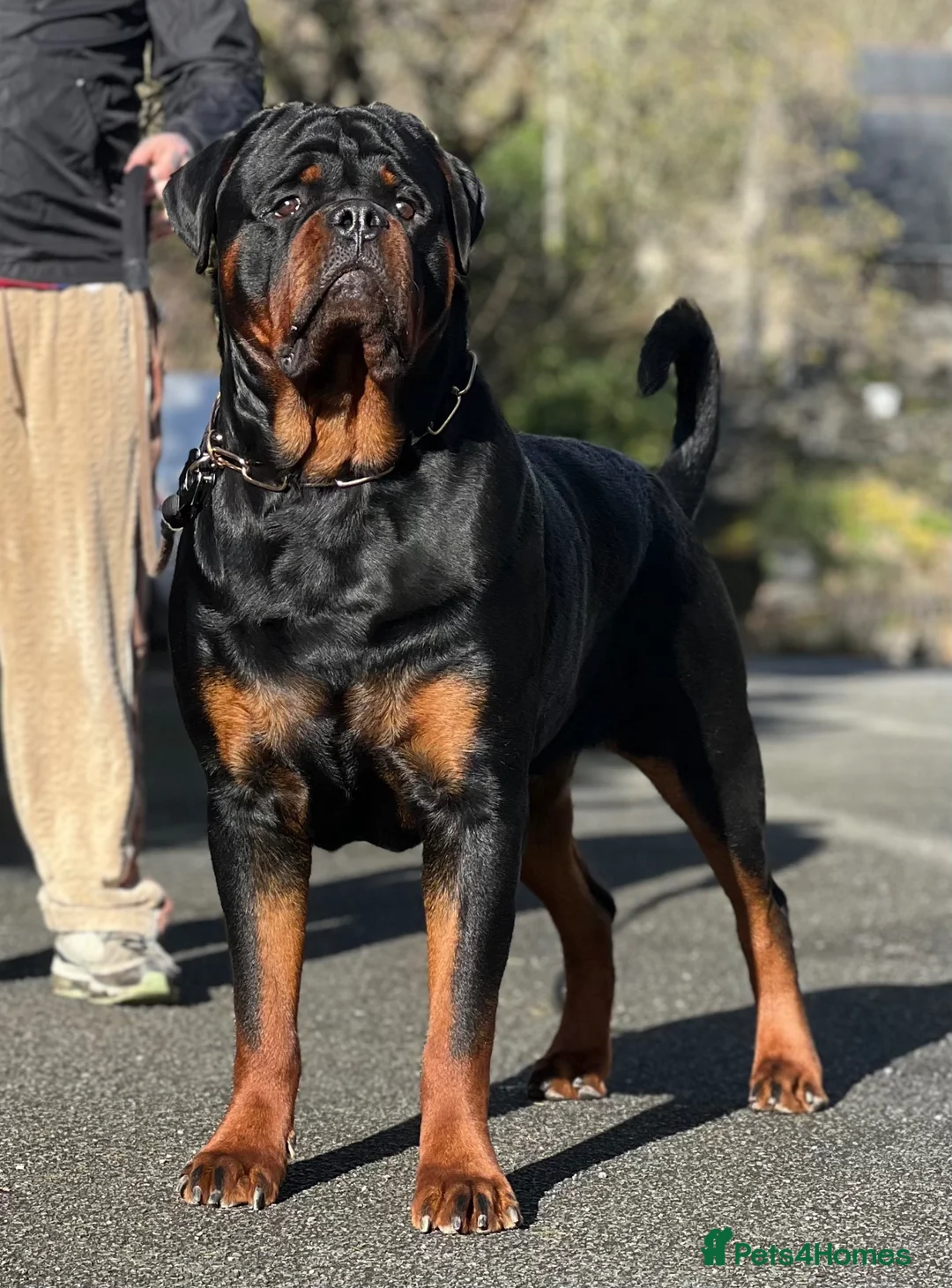 Rottweiler dogs for stud: HUGE KC REG HEALTH TESTED MALE, CHAMPION BLOODLINE - Advert 2