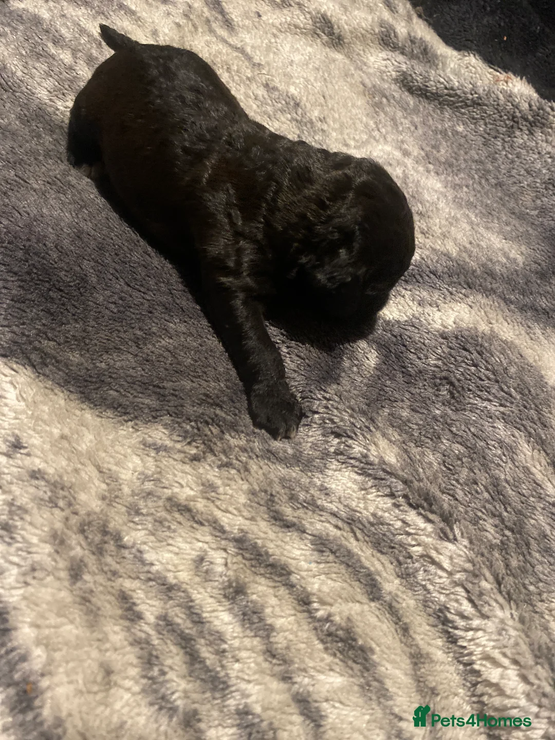 Mixed Breed dogs for sale: Bedlington cockatoos in Darlington - Advert 2