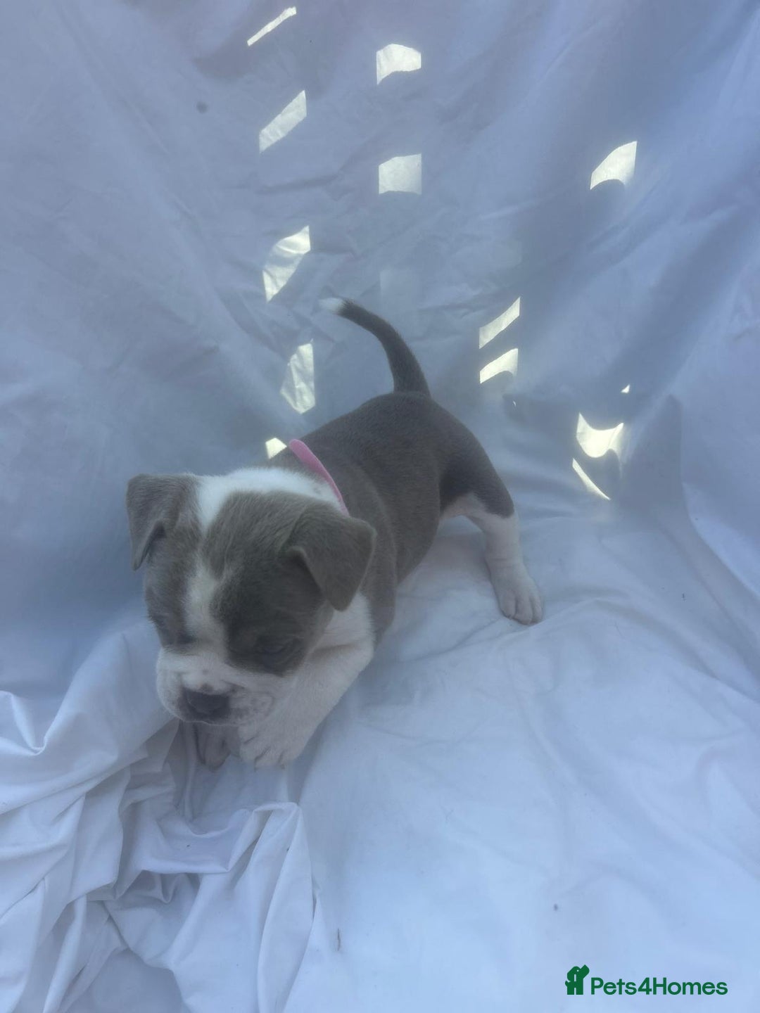 Olde English Bulldogge dogs for sale: Olde English Bulldog Puppies - Image 15
