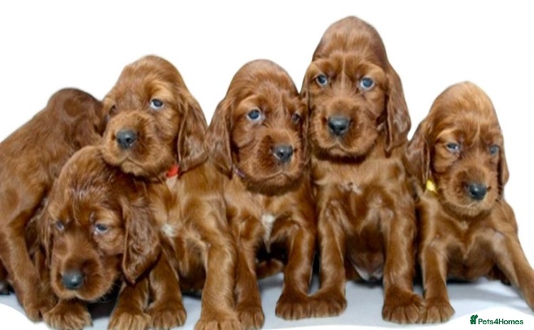 Irish Setter dogs - Advert 1