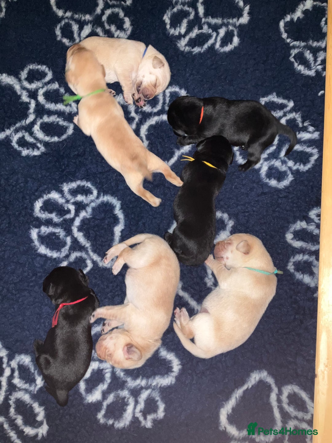 Labrador Retriever dogs for sale: KC Registered Labrador Retriever Puppies - Advert 4