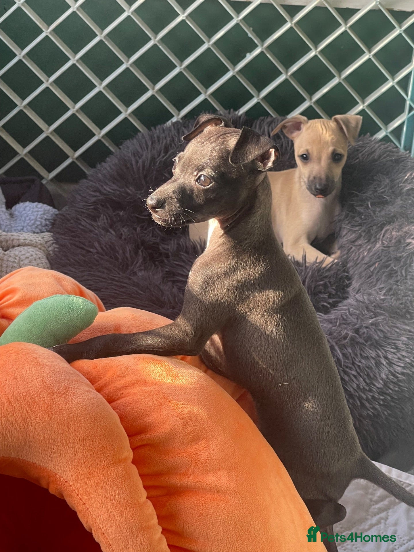Italian Greyhound dogs 🐾✨Gorgeous KC Italian greyhound licensed breeder  - Advert 1