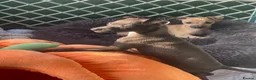 Italian Greyhound dogs for sale: 🐾✨Gorgeous KC Italian greyhound licensed breeder  - Advert 18