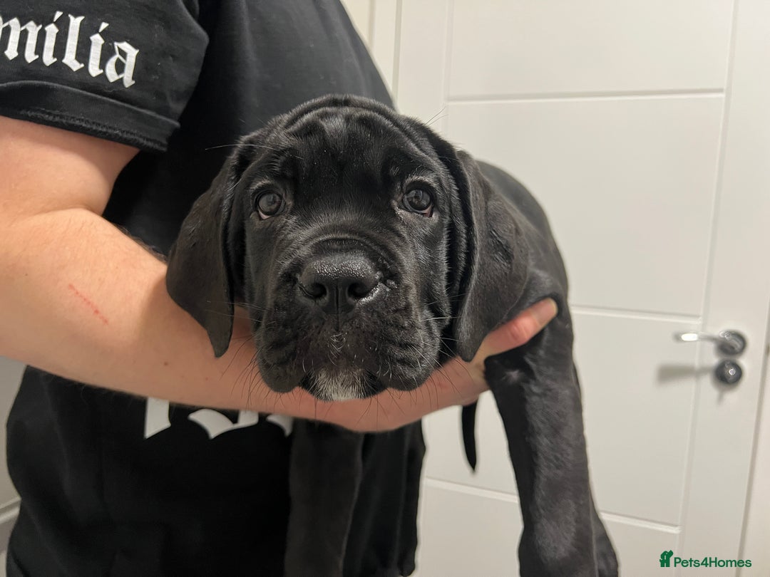 Cane Corso dogs for sale: Russian champ bloodline Cane Corso Puppies 8 left! - Advert 11
