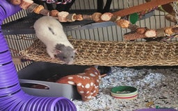 Rat rodents for sale: Rats  - Image 19