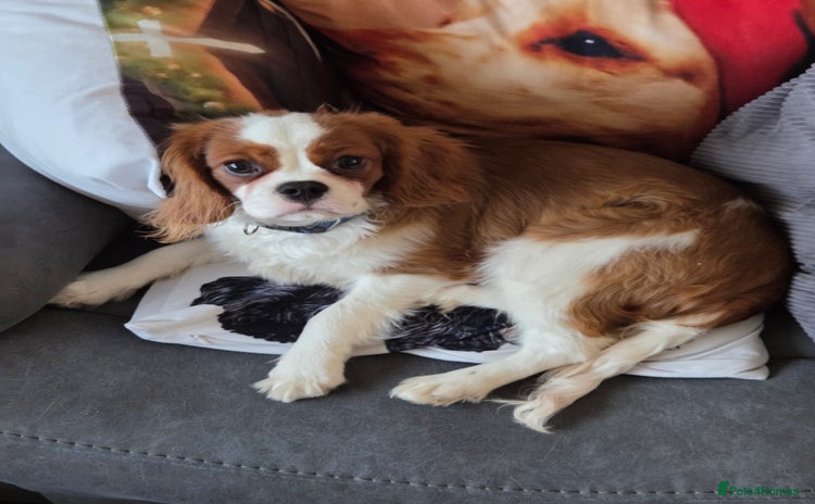 Cavalier King Charles Spaniel dogs Cavalier King Charles Spaniel 6 months Boy. - Advert 11