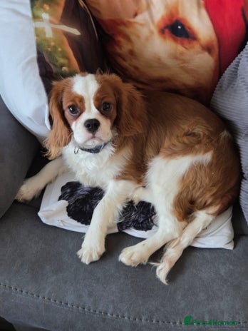 Cavalier King Charles Spaniel dogs Cavalier King Charles Spaniel 6 months Boy. - Advert 11
