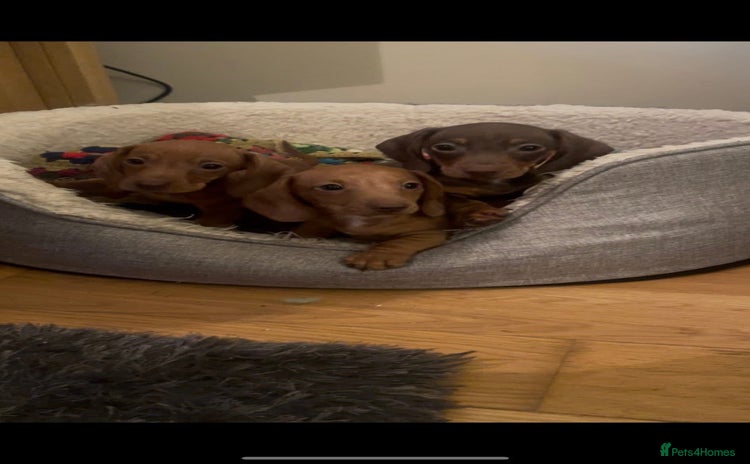 Miniature Dachshund dogs - Advert 18