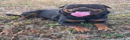 Rottweiler dogs for stud: Handsome male Rottweiler 2 years  - Advert 2