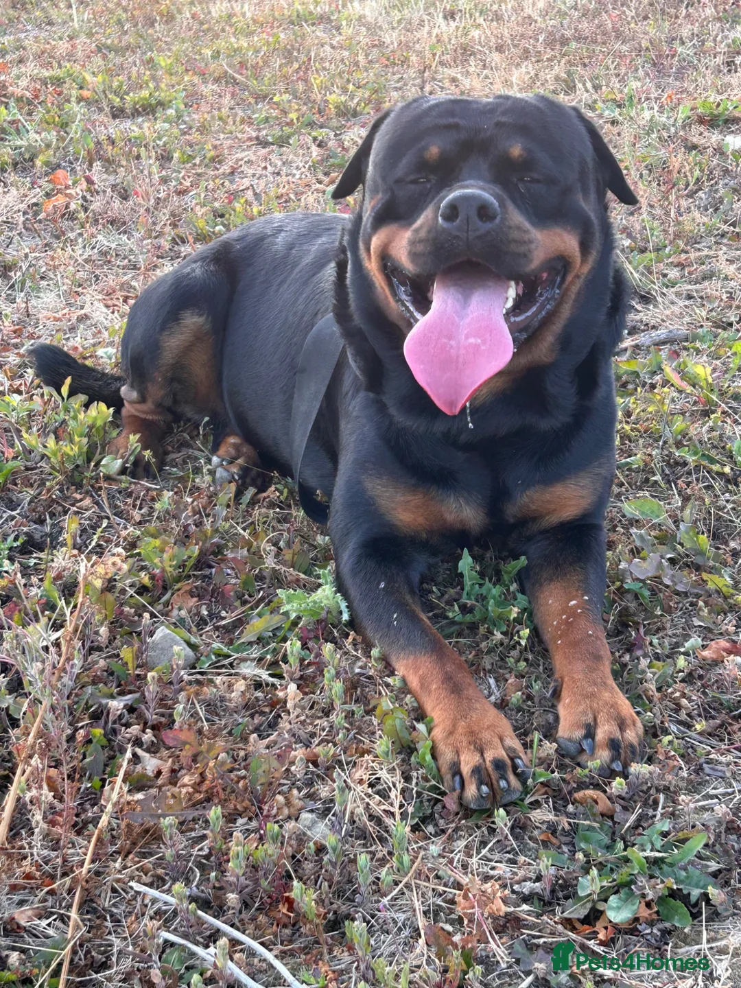 Rottweiler dogs for stud: Handsome male Rottweiler 2 years  - Advert 2