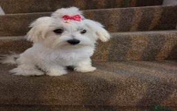 Maltese dogs for sale: KC Reg*Champion Bloodline Maltese Puppy in Wakefield - Image 1
