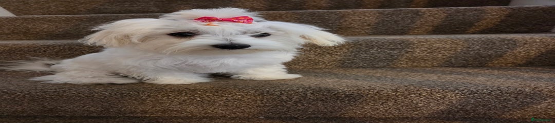 Maltese Puppy 2