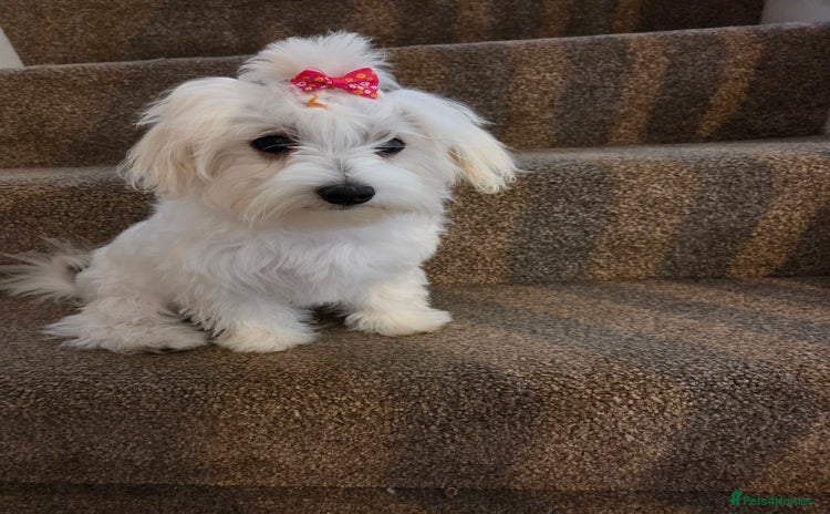 Maltese dogs in Wakefield - Advert 2