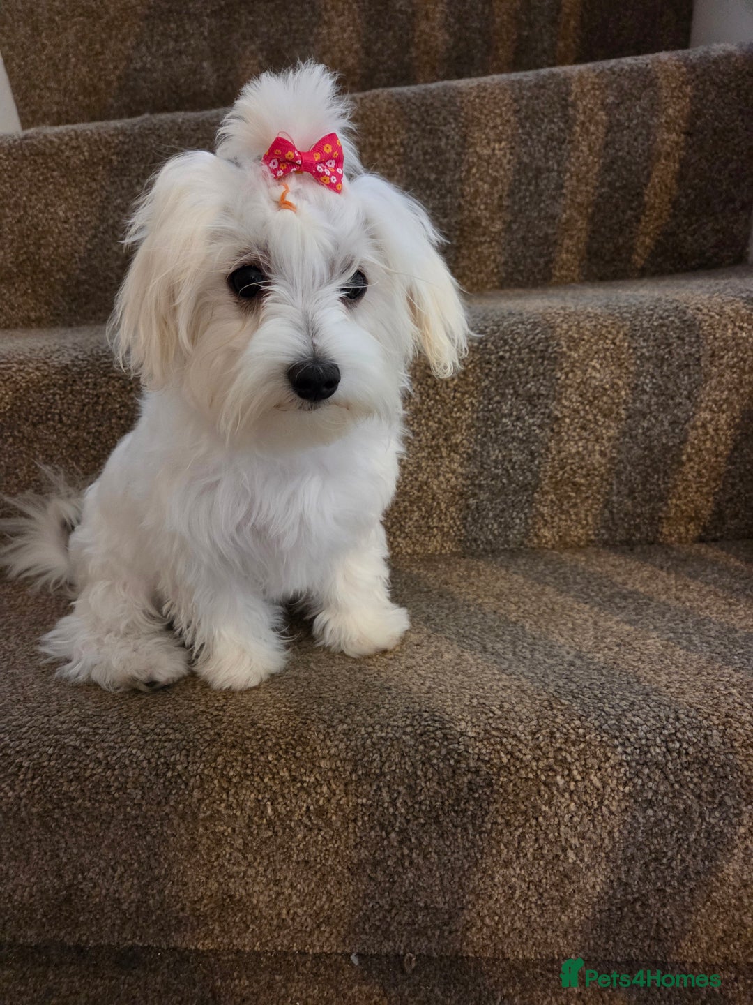 Maltese dogs for sale: KC Reg*Champion Bloodline Maltese Puppy in Wakefield - Image 1