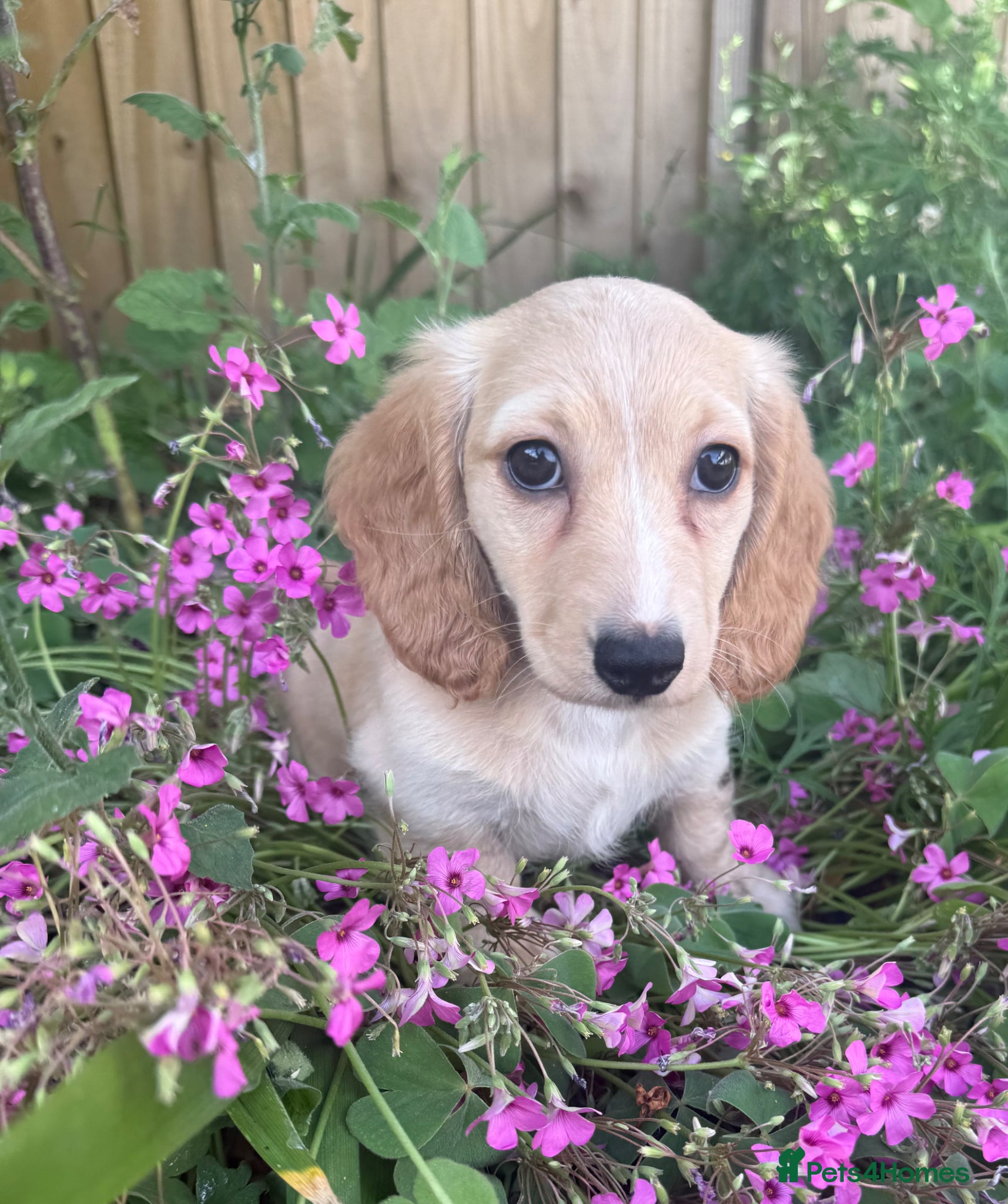 Miniature Dachshund dogs KC cream miniature long haired creams - Advert 7