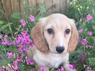 Miniature Dachshund dogs KC cream miniature long haired creams - Advert 7