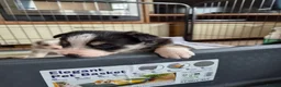 Mixed Breed dogs for sale: Beardie border x puppies - Advert 14