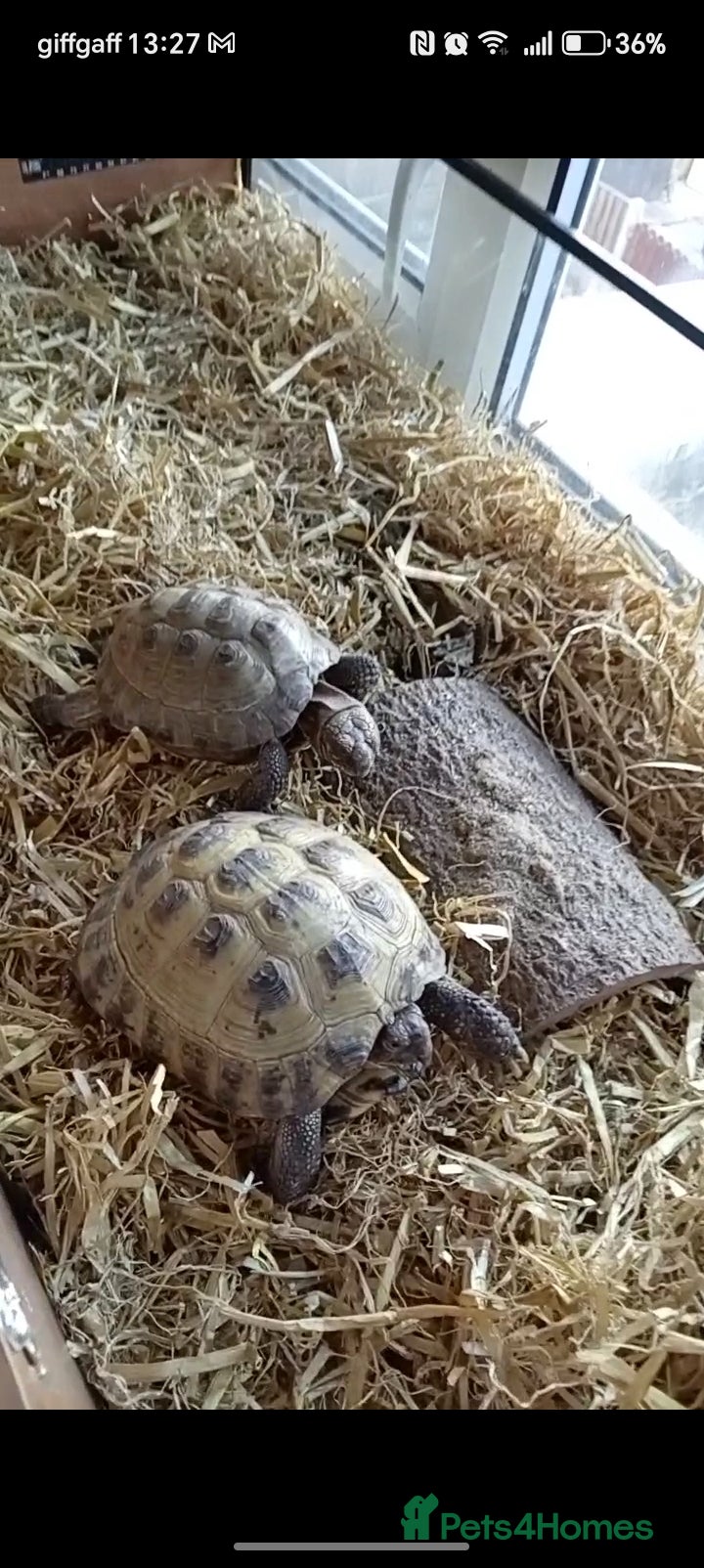 Tortoise reptiles Pair of 9 year old horsefield tortoises & set up - Advert 1