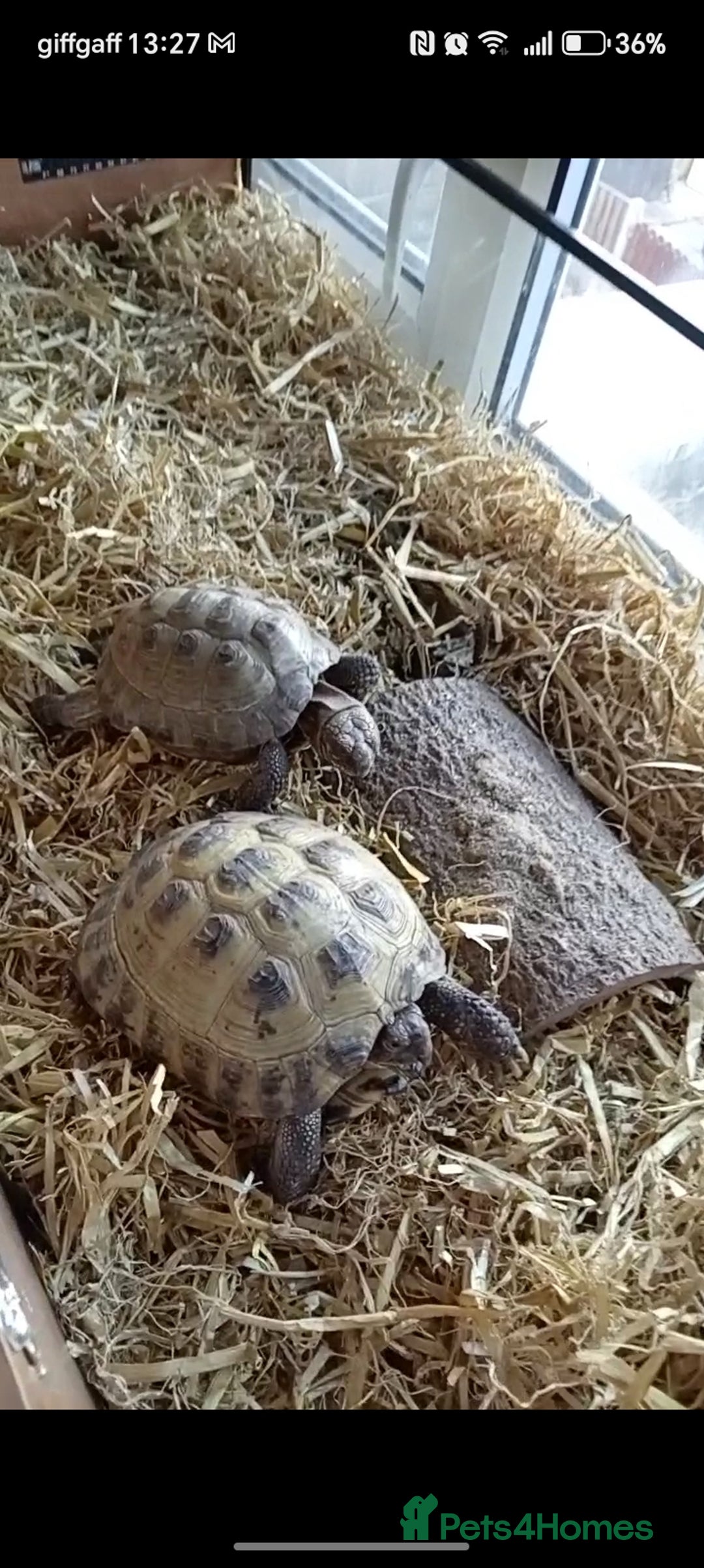 Tortoise reptiles for sale: Pair of 9 year old horsefield tortoises & set up - Advert 1