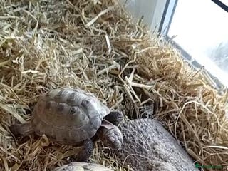 Tortoise reptiles Pair of 9 year old horsefield tortoises & set up - Advert 1