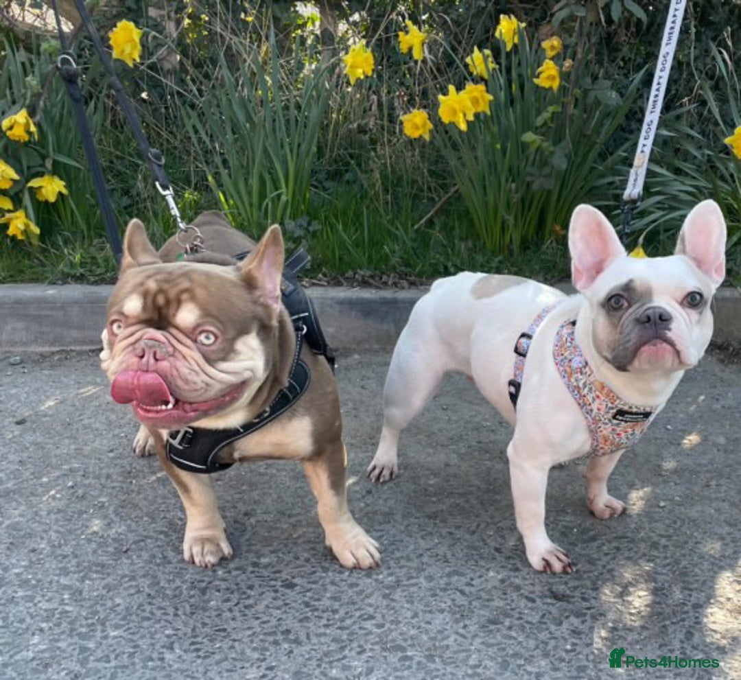 French Bulldog dogs for sale: 11 weeks old Isabella & tan carries fluffy RFG  - Image 5