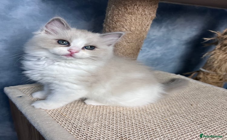 Ragdoll cats - Advert 10