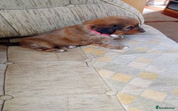 Dachshund dogs for sale: Dachshund  - Image 2