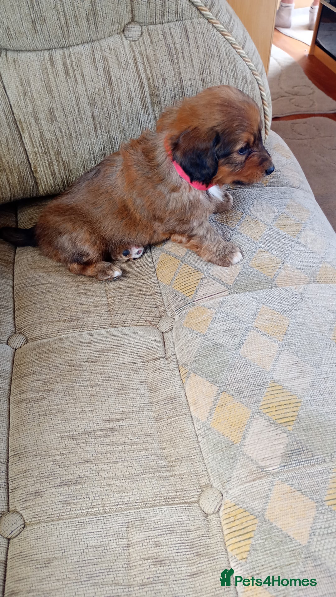 Dachshund dogs for sale: Dachshund  - Image 2