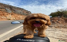 Cavapoo dogs for sale: DNA Health Tested Cavapoos  - Image 18