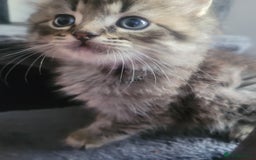 Maine Coon cats for sale: Long hair main coin crossed ragdoll - Image 4