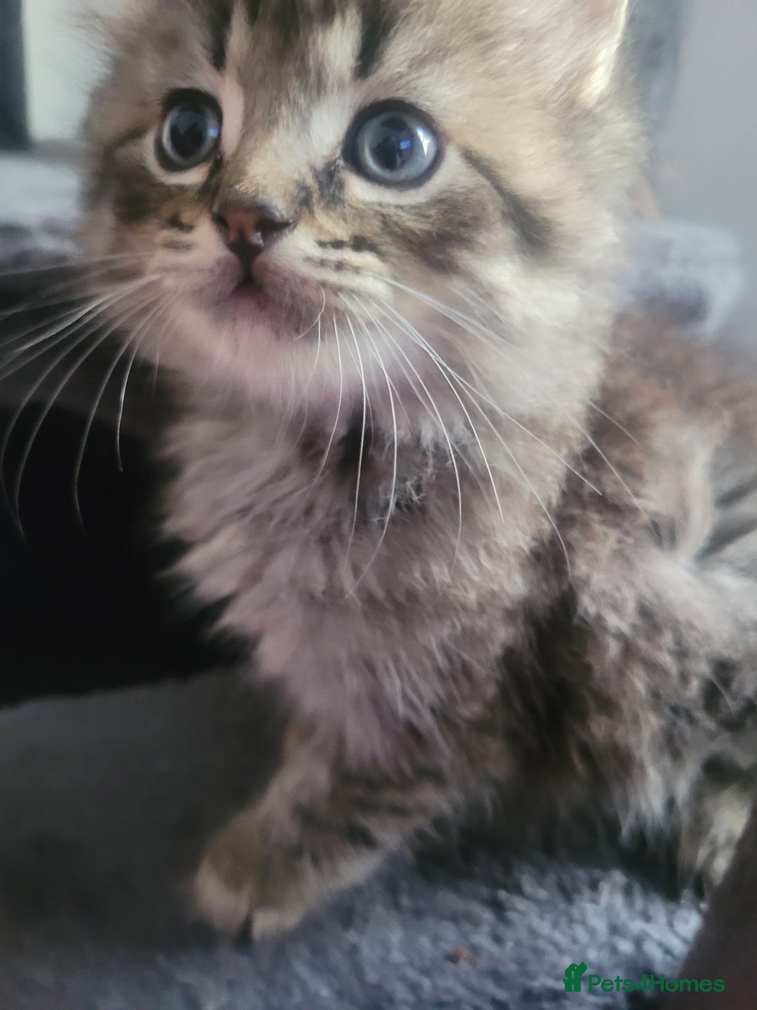 Maine Coon cats for sale: Long hair main coin crossed ragdoll - Image 4